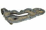 Mammoth Molar Slice With Case - South Carolina #291069-1